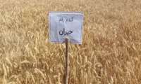  طرح مقایسه و انتخاب ارقام مشارکتی گندم در شهرستان نجف آباد